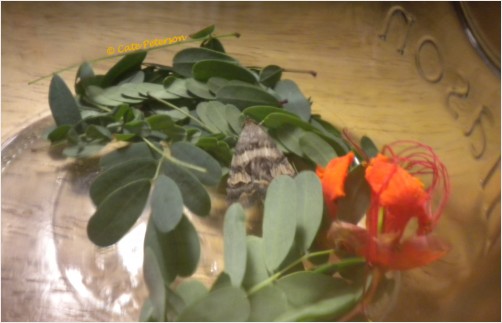 Moth in Mason Jar